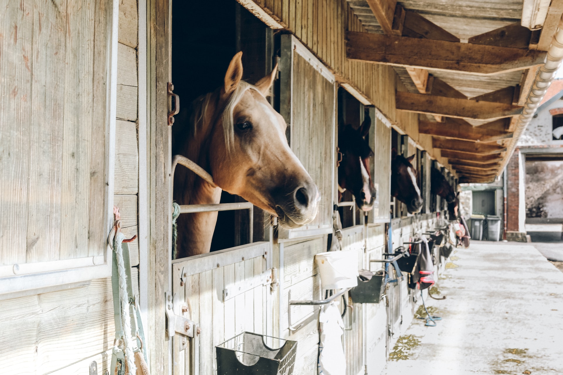 group of horses in stables group of horse inside wooden stable during daytime