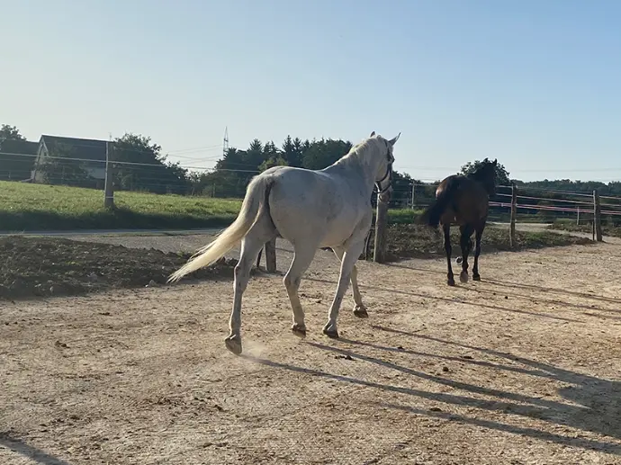 Horses walking on a track made with HIT Top Clean mats