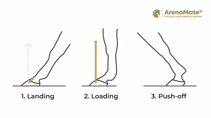 Infographic showing the 3 stages of footfall in horses