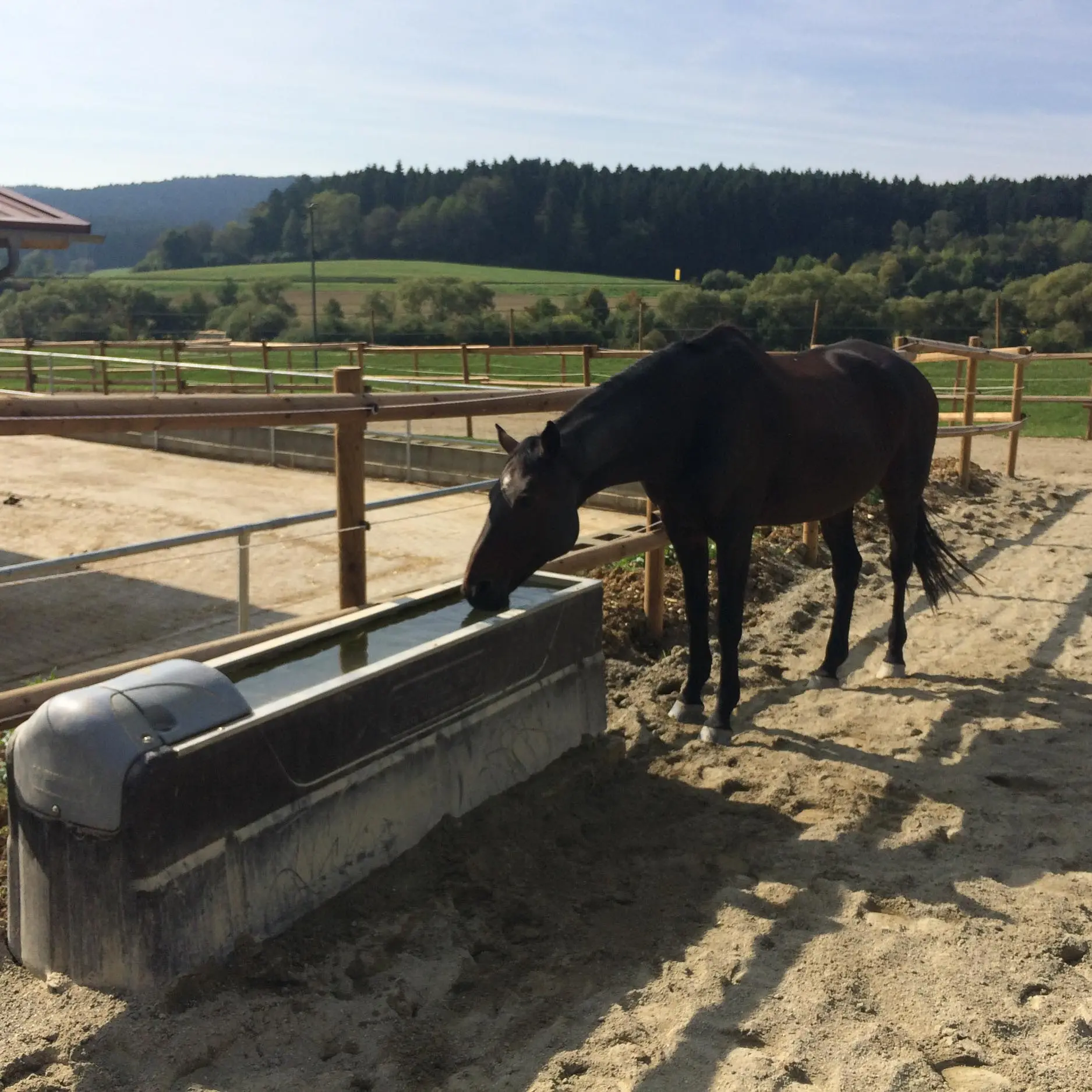 horse drinking from a large water trough horse drinking from a large water trough