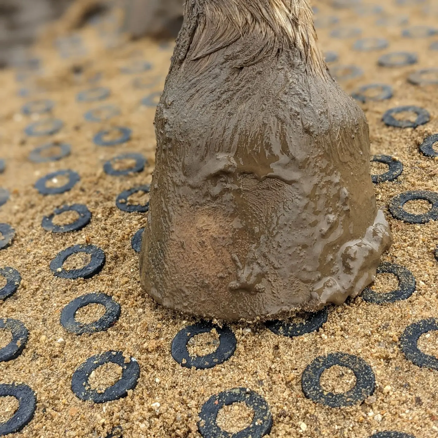 horse hoof on top clean mud mat horse hoof on top clean mud mat