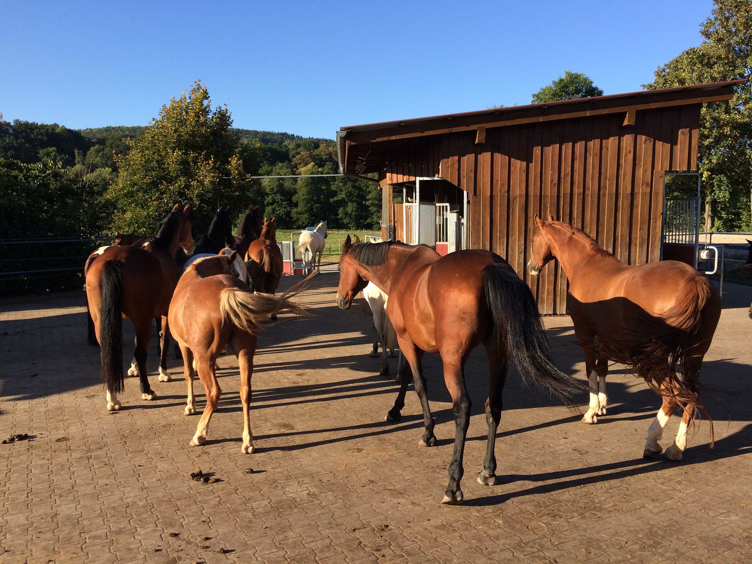 Active Stabling That Improves Welfare, Cuts Costs, and Saves Time