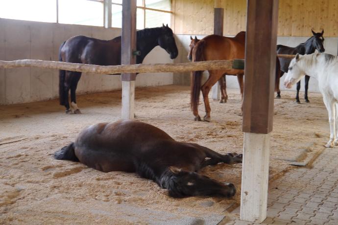 Horses resting in the Activestable