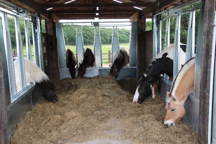Horses feeding from a large activestable feeder