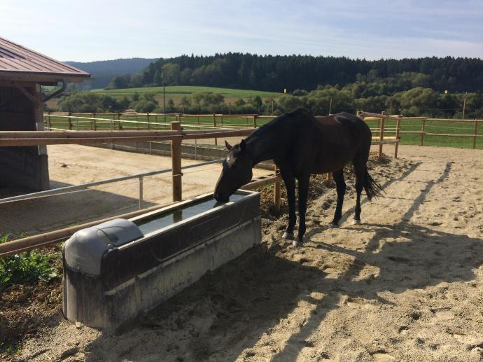 Horse drinking from automated water system