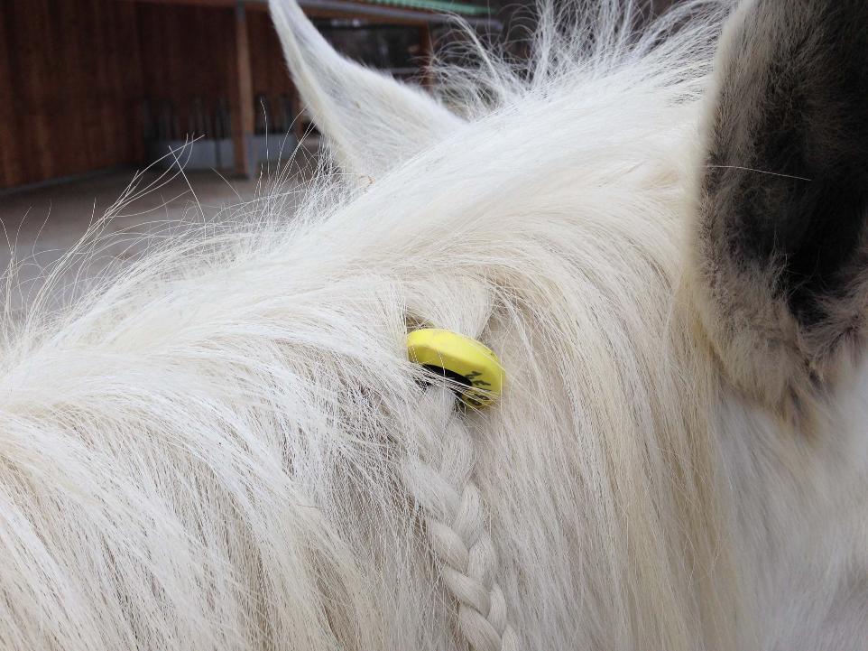 White horse with transponder woven into the hair