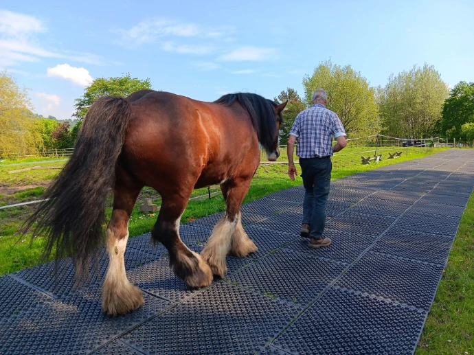 Clydesdale using Top Clean