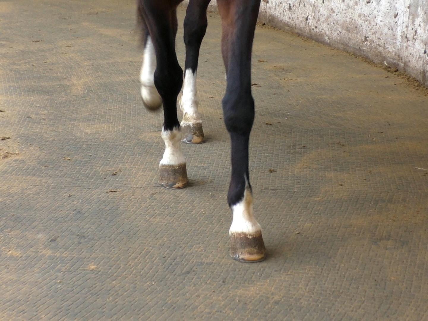 equestrian rubber flooring