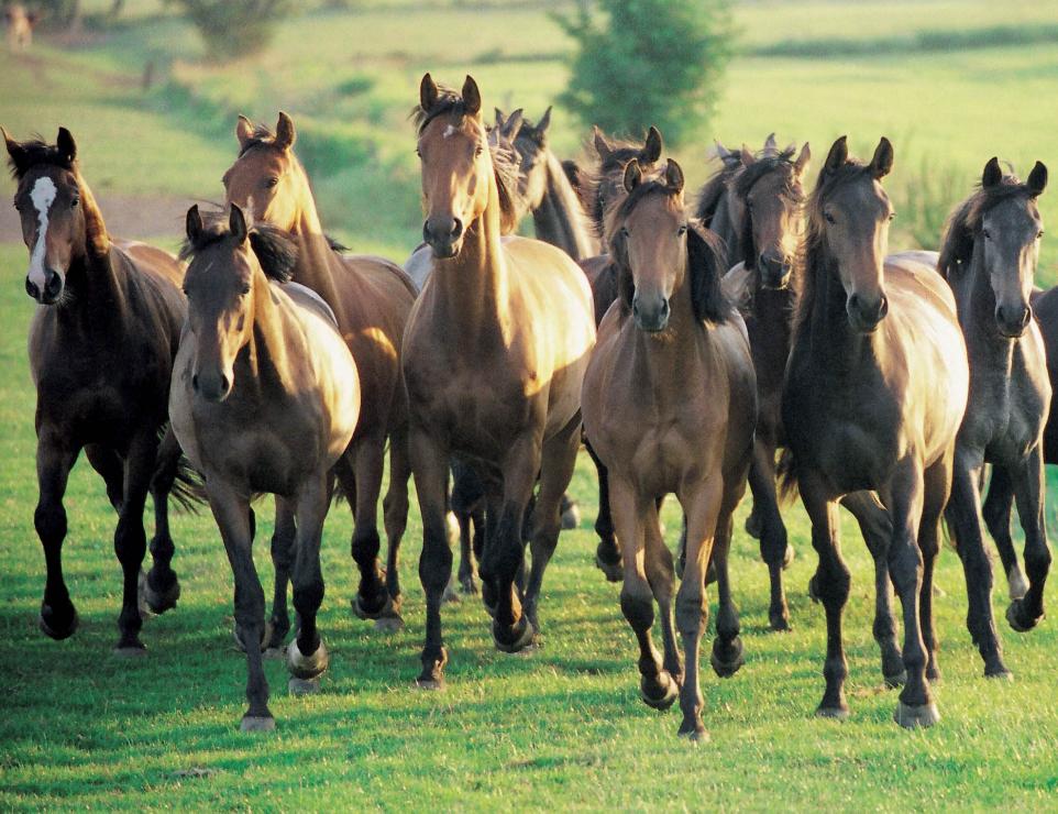 Herd of Active Stable horses galloping together