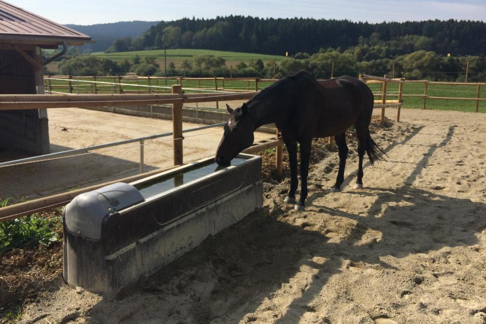 Active Stable Water Trough with horse drinking