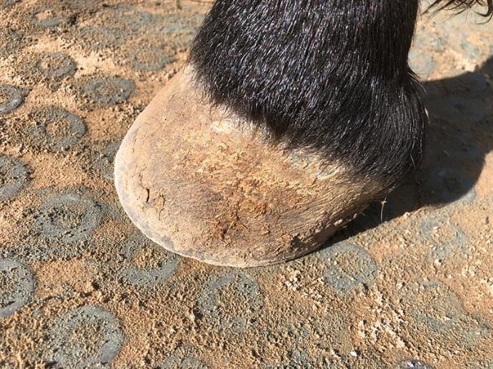 Horse hoof on top clean mat