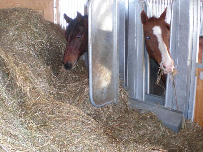 horses eating forage in the combi feeder