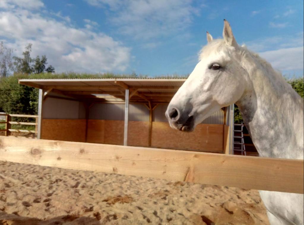 Jelka and Mottaghan Reid horse shelter with horse