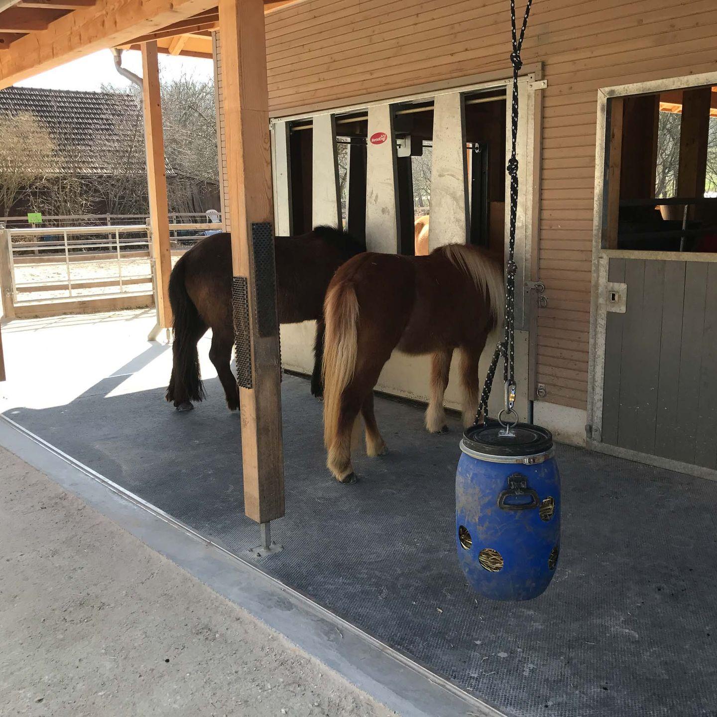 horses feeding at automated feeder