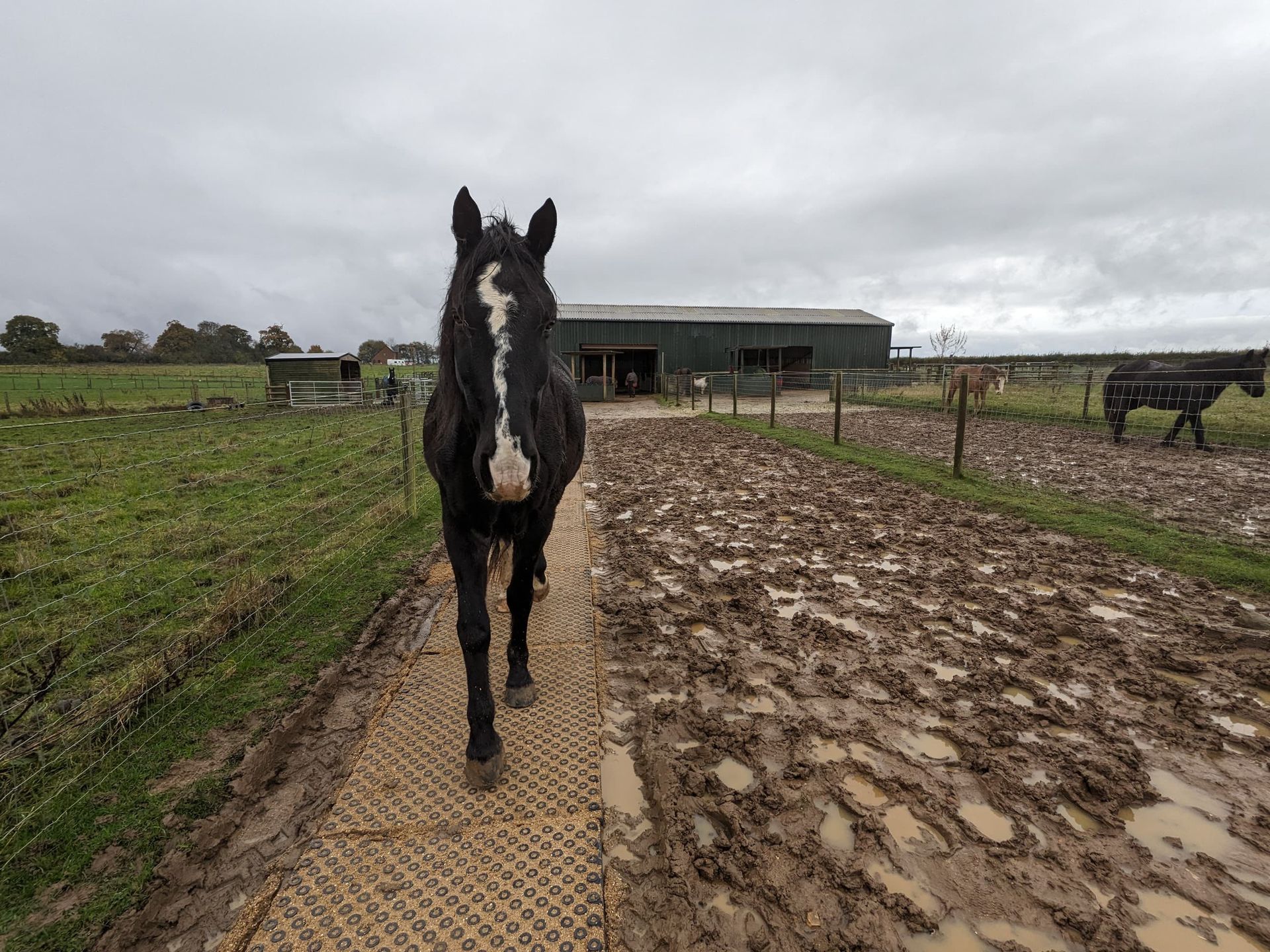 Abbotts view livery dark horse walking on top clean mud mats next to muddy track