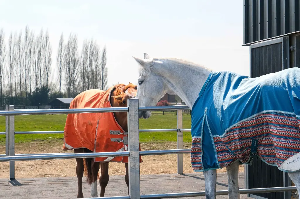 horses socialising in turnout pens.webp