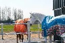 horses socialising in turnout pens.webp
