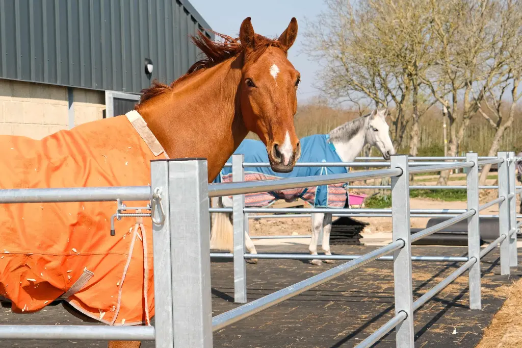 horses with turnout fencing.webp