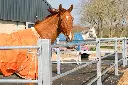 horses with turnout fencing.webp