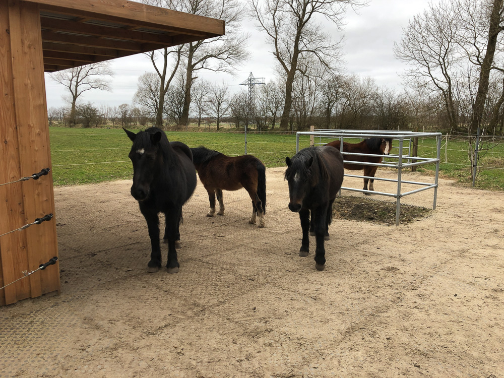 Top Clean open paddock system